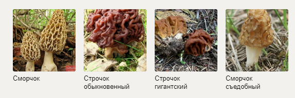 Осенние Сморчки И Строчки Фото