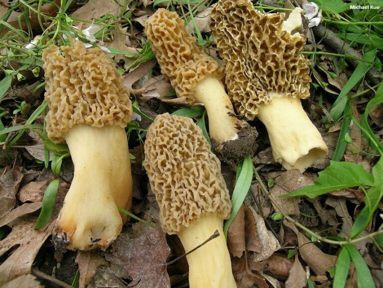 Как выглядят грибы сморчки и строчки фото и описание