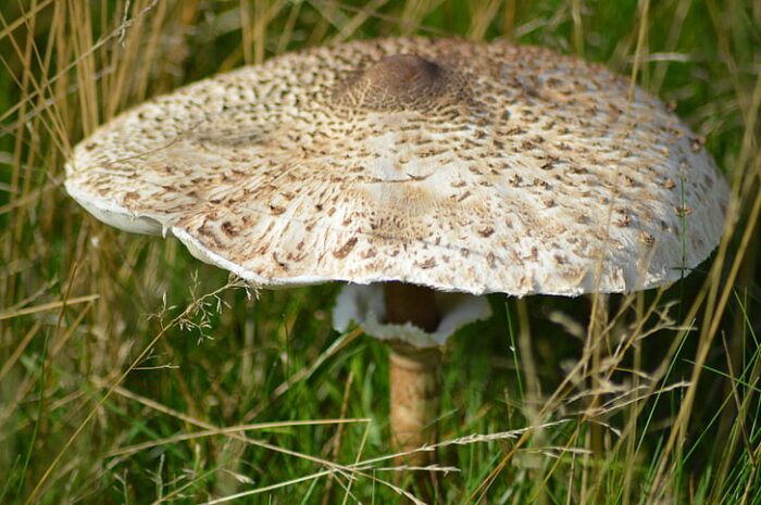 какие грибы можно найти в лесах Калужской области фото