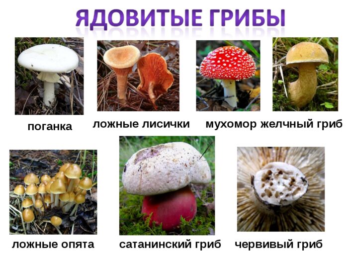 несъедобные и ядовитые грибы фото
