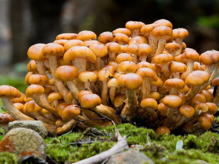 какие грибы можно и нужно собирать фото