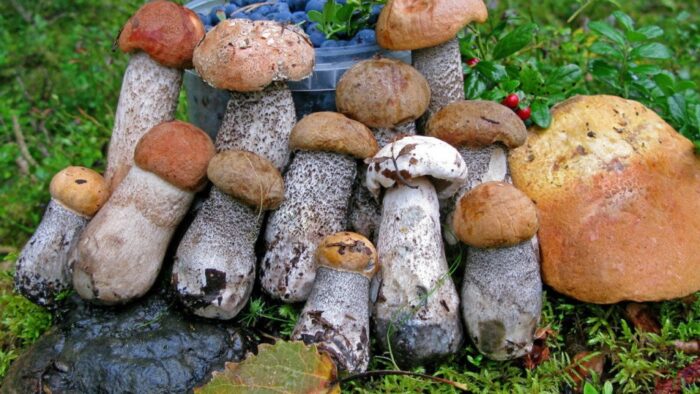 съедобные грибы, какие растут по времени года фото