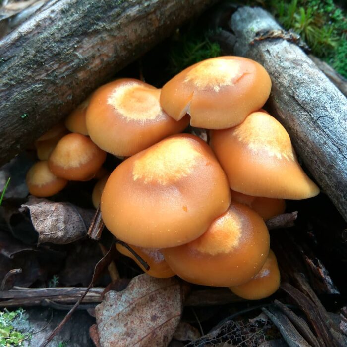 летние грибы фото
