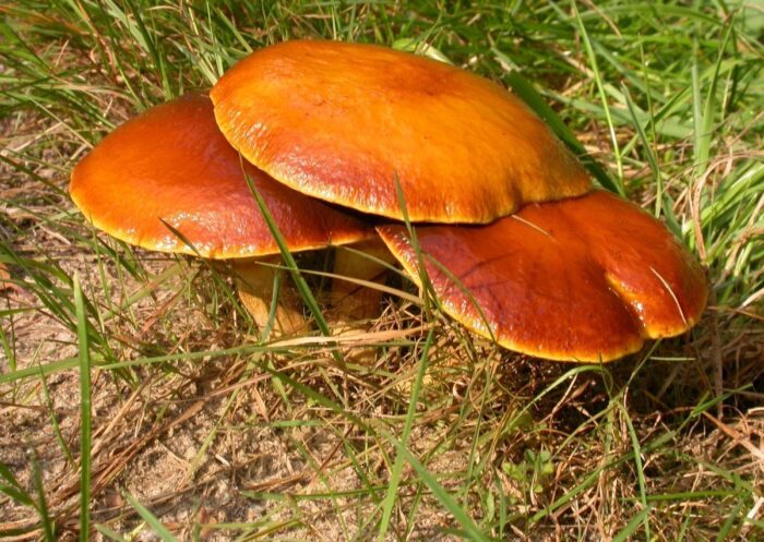 летние грибы фото 2