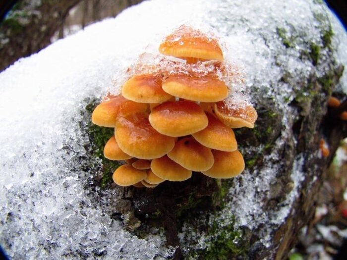 зимние грибы фото