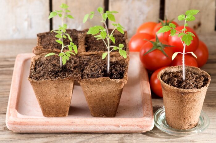 vysadka rassady pomidor v otkrytyj grunt v 2020 godu1