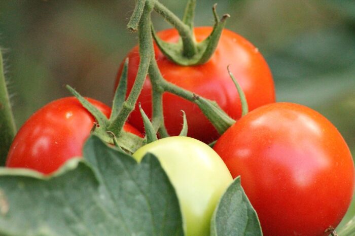 vysadka rassady pomidor v otkrytyj grunt v 2020 godu11