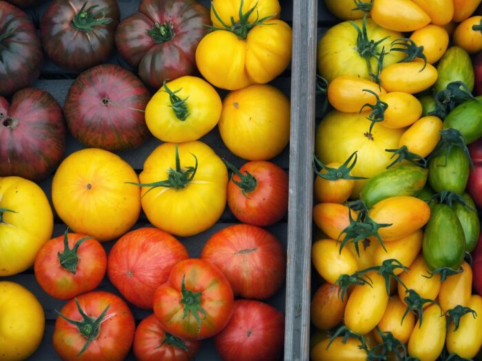 vysadka rassady pomidor v otkrytyj grunt v 2020 godu13