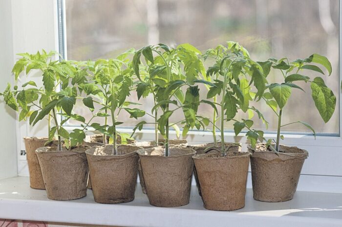 vysadka rassady pomidor v otkrytyj grunt v 2020 godu6