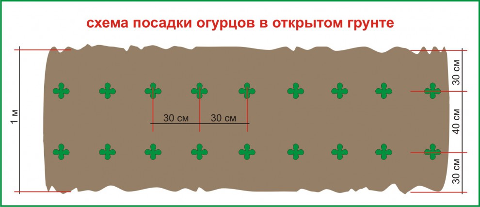 Капуста июньская схема посадки