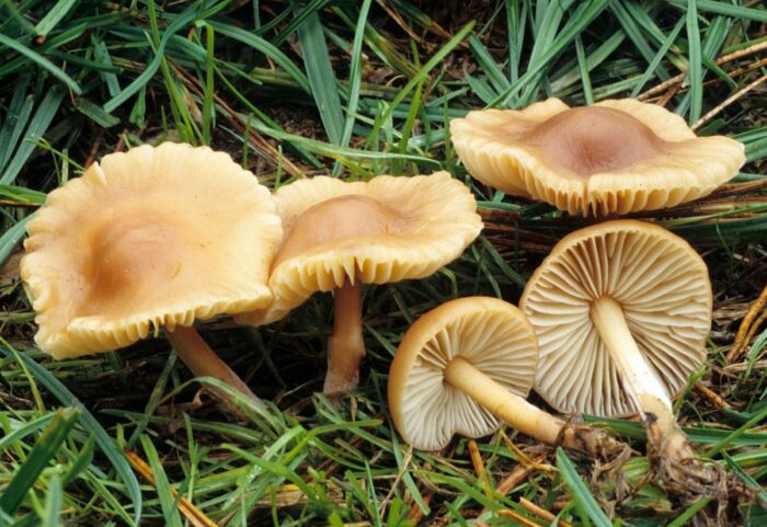 луговой опенок, описание и главные особенности гриба фото