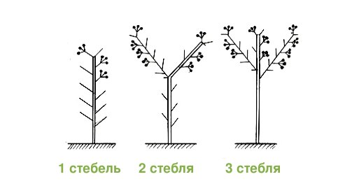 Пасынкование томатов в теплице схема