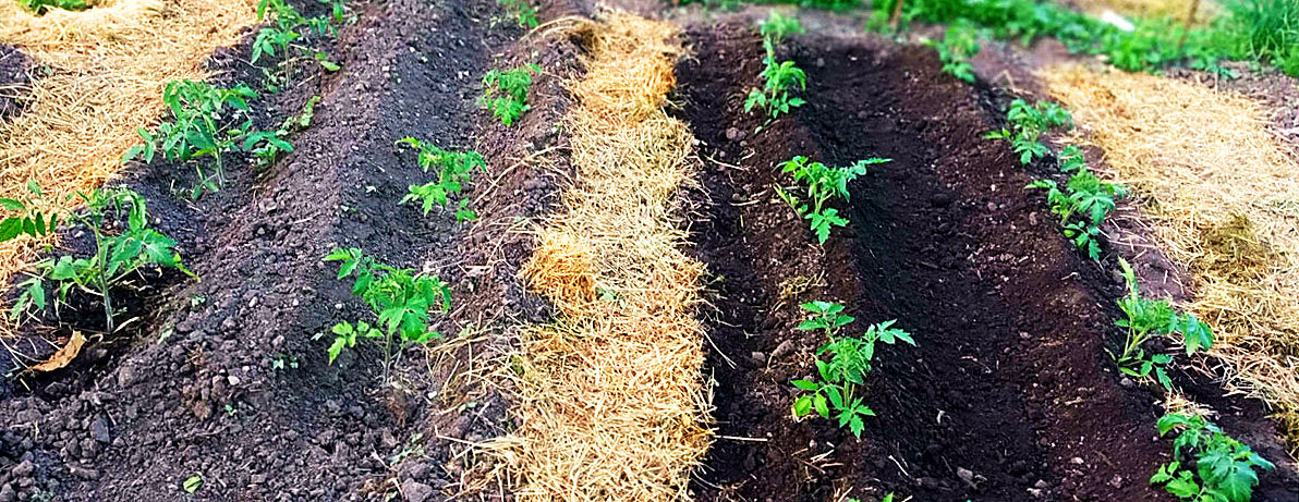 Как правильно посадить помидоры в открытый грунт рассадой фото