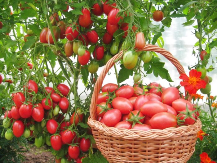 сбор урожая томатов в 2020 году фото