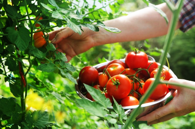 Борное удобрение для томатов
