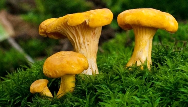 Лисичкины секреты: грибы лисички в Подмосковье: где растут, где и когда собирать в 2020 – советы грибников