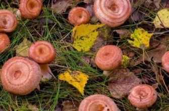 Волнушки грибы - фото и описание, чем полезны, виды