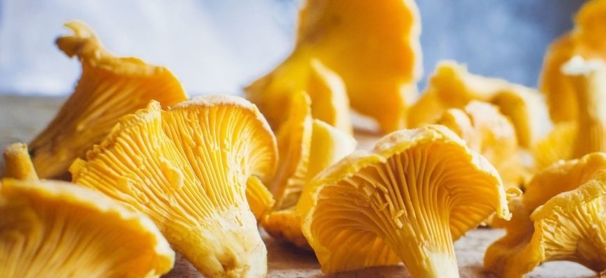 Лисичка гриб - описание, фото, лечебные свойства, как готовить