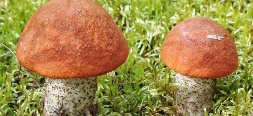 подберезовик гриб фото и описание