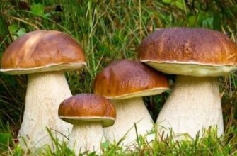 белый гриб фото и описание и похожие