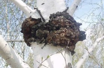 Как выглядит чага на березе, фото, когда собирать
