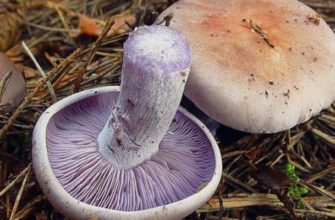 Рядовка фиолетовая - фото и описание, как готовить, схожие виды