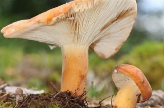 Грузди грибы - фото и описание