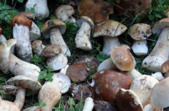Съедобные грибы краснодарского края - фото и описание, где и когда собирать