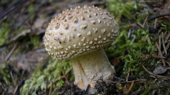 грибы псилоцибы, фото