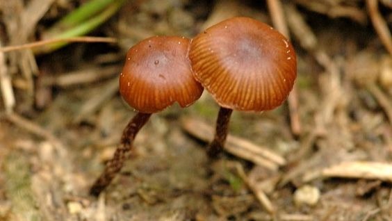 грибы псилоцибы