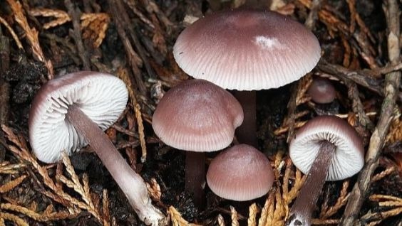 псилоцибиновые грибы, фото