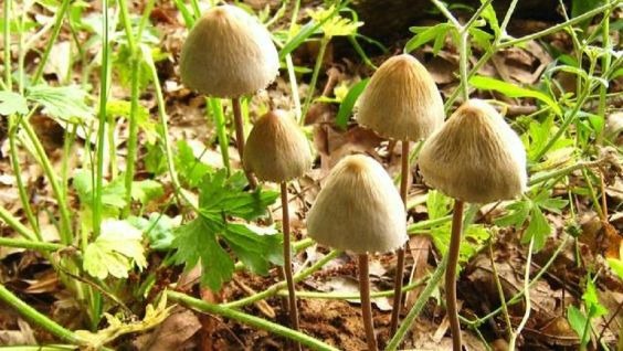 виды псилоцибиновых грибов