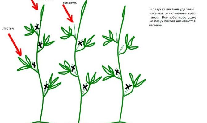 Как пасынковать черри в теплице пошагово схема