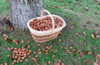 Когда собирать орехи в лесу и как сушить в 2021 году