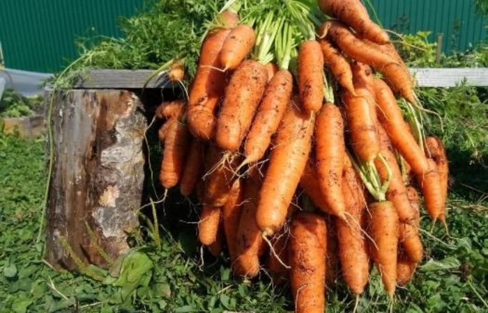 сладкая морковь без сердцевины