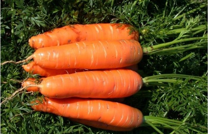 морковь каротель характеристика и описание сорта