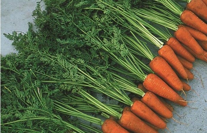 морковь витаминная 6 характеристика и описание сорта