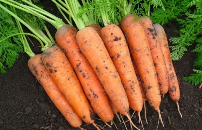 морковь карамелька характеристика и описание сорта