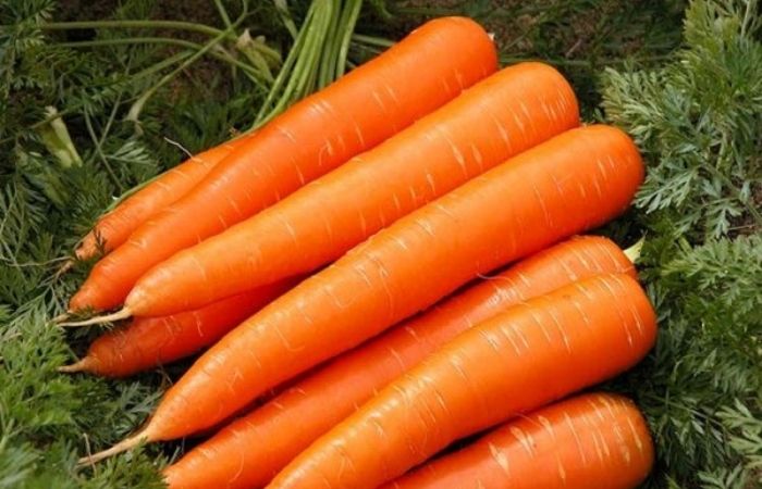 сладкие сорта моркови для Подмосковья