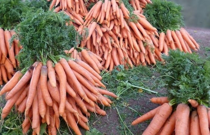 сладкая морковь сорта
