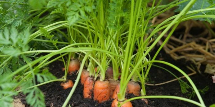 чем подкормить морковь
