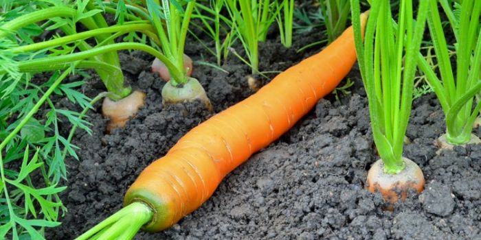 чем удобрять морковь при посадке