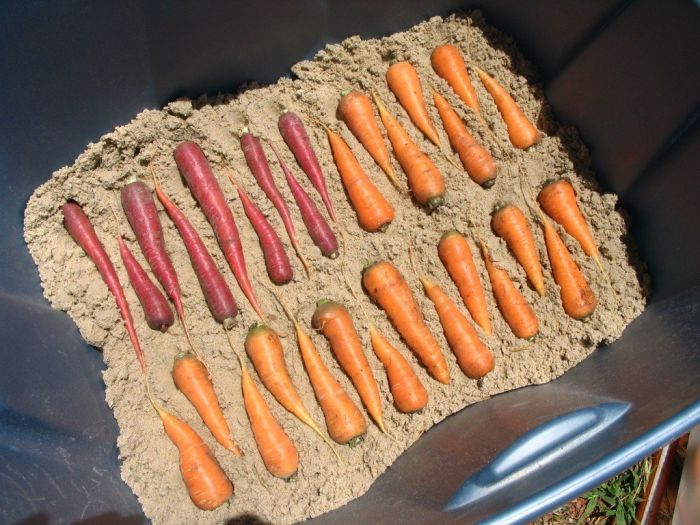 как хранить морковь в домашних условиях