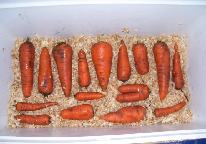 температура хранения моркови