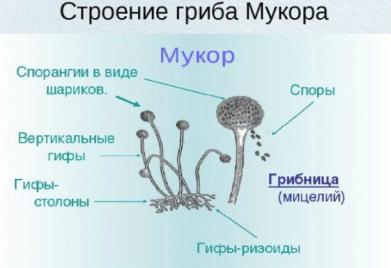 Какой организм изображен на рисунке шляпочный гриб дрожжи пеницилл сморчок