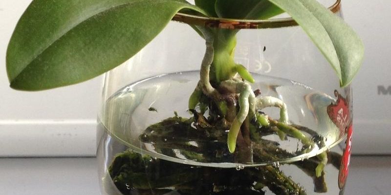 Наращивание корней у орхидеи над водой