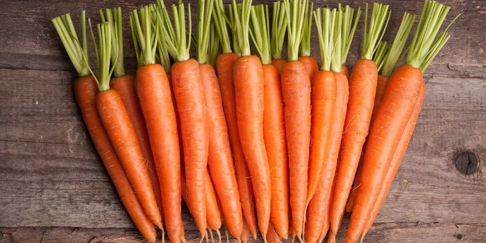 морковь под зиму сорта и когда сажать