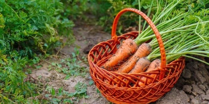 удобрение для моркови