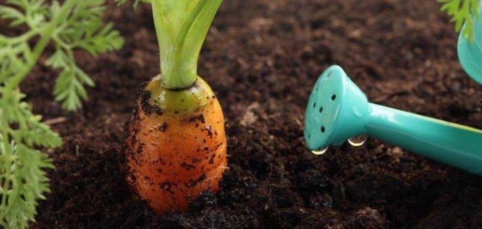 Морковь «Каротель»: описание сорта
