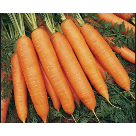 Морковь Болеро f1-позднеспелый гибрид, рекомендации по выращиванию